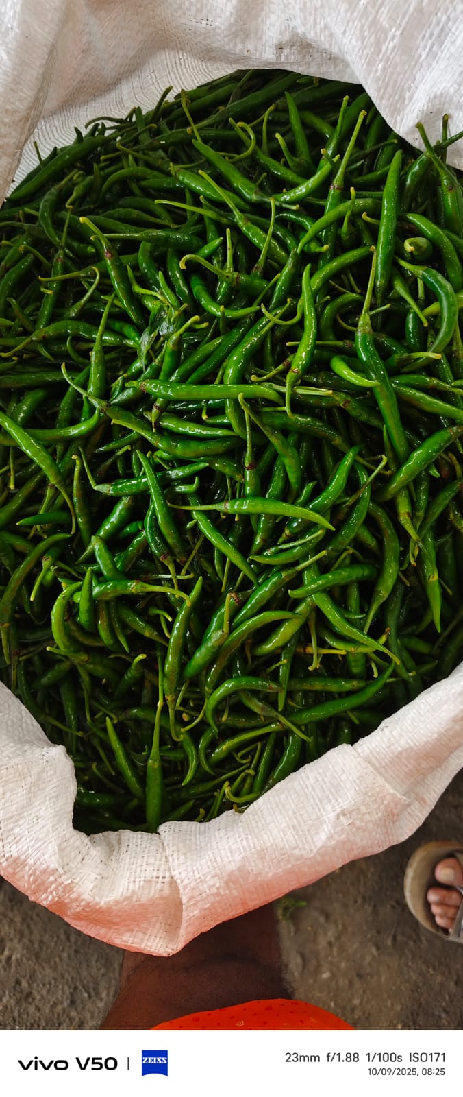 Green Chilli