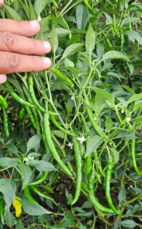 Premium Green Chilli